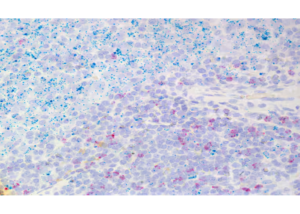 RNAscope®/BaseScope™/miRNAscope™ Assays