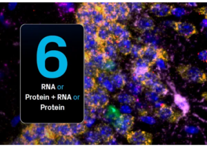 RNAscope™ Multiomic LS Fluorescent Assay