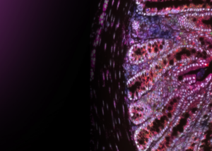 RNAscope™ Plus smRNA-RNA Assay