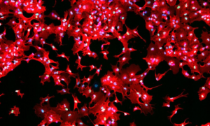 iCell Astrocytes 2.0