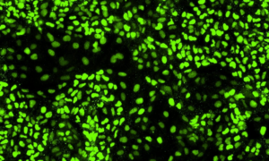 iCell Cardiac progenitor cell