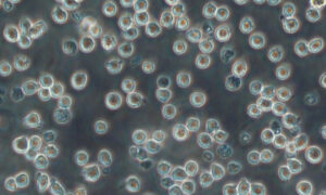 iCell Hematopoietic Progenitor Cells
