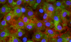 Human iPSC-derived Hepatocytes 2.0