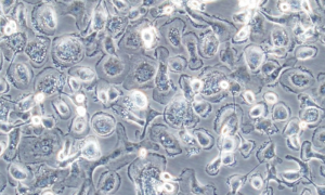 iCell Macrophages 2.0